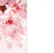 Сакура/Белый снег