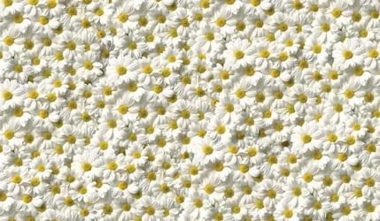 Табурет фп Ромашки Д006 КОМПЛЕКТ 2 шт.